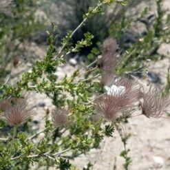 Apache Plume (Fallugia) -High Country Gardens Sales shutterstock apache plume fallugia paradoxa 3 cropped