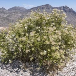 Apache Plume (Fallugia) -High Country Gardens Sales shutterstock apache plume fallugia paradoxa 4 cropped