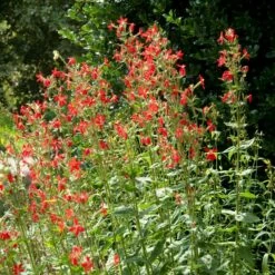 Royal Catchfly (Silene) -High Country Gardens Sales silene reiga royal catchfly full plant