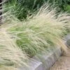 Silky Thread Grass -High Country Gardens Sales silky thread grass 1