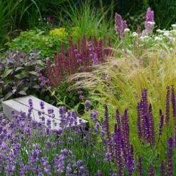 Silky Thread Grass -High Country Gardens Sales silky thread grass 2