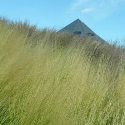 Silky Thread Grass -High Country Gardens Sales silky thread grass 3