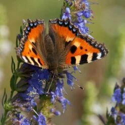 Blue Hyssop (Hyssopus) -High Country Gardens Sales small tortoiseshell butterfly aglais urticae hyssop hyssopus 1
