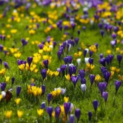 Snow Crocus Mix -High Country Gardens Sales snow crocus mix lawn