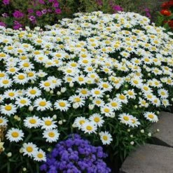 Snowcap Shasta Daisy -High Country Gardens Sales snowcap shasta daisy 2
