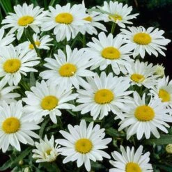 Snowcap Shasta Daisy -High Country Gardens Sales snowcap shasta daisy 3