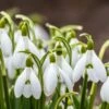 Snowdrops -High Country Gardens Sales snowdrops green white 530249788 cropped
