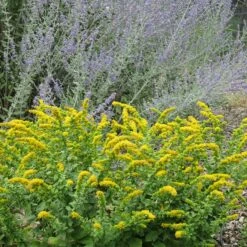 Golden Fleece Goldenrod (Solidago) 7 Golden Fleece Goldenrod (Solidago) -High Country Gardens Sales solidago golden fleece russian sage perovskia atriplicifolia