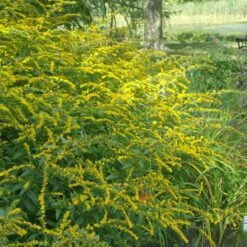 Summer Dreams Pre-Planned Garden -High Country Gardens Sales solidago fireworks cropped 2
