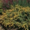 Golden Fleece Goldenrod (Solidago) -High Country Gardens Sales solidago sphacelata golden fleece 91928 web 1 2