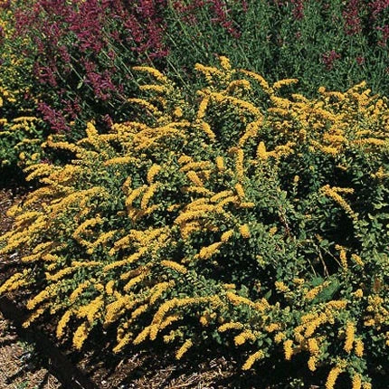 Golden Fleece Goldenrod (Solidago) 3 Golden Fleece Goldenrod (Solidago)