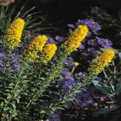 Golden Torch Goldenrod (Wichita Mountains Solidago) 6 Golden Torch Goldenrod (Wichita Mountains Solidago) -High Country Gardens Sales solidago wichita mountains 91926 web