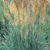 Llano Indian Grass -High Country Gardens Sales sorghastrum nutans llano 1 2