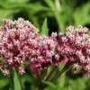Soulmate Swamp Milkweed -High Country Gardens Sales soulmate milkweed asclepias incarnata