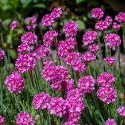 Splendens Armeria -High Country Gardens Sales splendens sea thrift armeria maritima flowers blooming