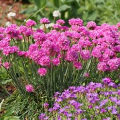 Splendens Armeria -High Country Gardens Sales splendens sea thrift armeria maritima garden