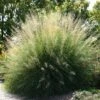 Windbreaker Giant Sacaton Grass 2 Windbreaker Giant Sacaton Grass -High Country Gardens Sales sporobolus wrightii pat plant selecthayward1 cropped