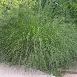 Prairie Dropseed Grass -High Country Gardens Sales sporobolus heterolipis foliage cropped
