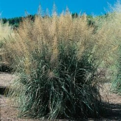 Windbreaker Giant Sacaton Grass -High Country Gardens Sales sporobolus wrightii windbreaker 91933 web 2