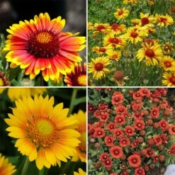 Gaillardia Collection (Blanket Flower) 11 Gaillardia Collection (Blanket Flower) -High Country Gardens Sales spring gaillardia collection blanket flower