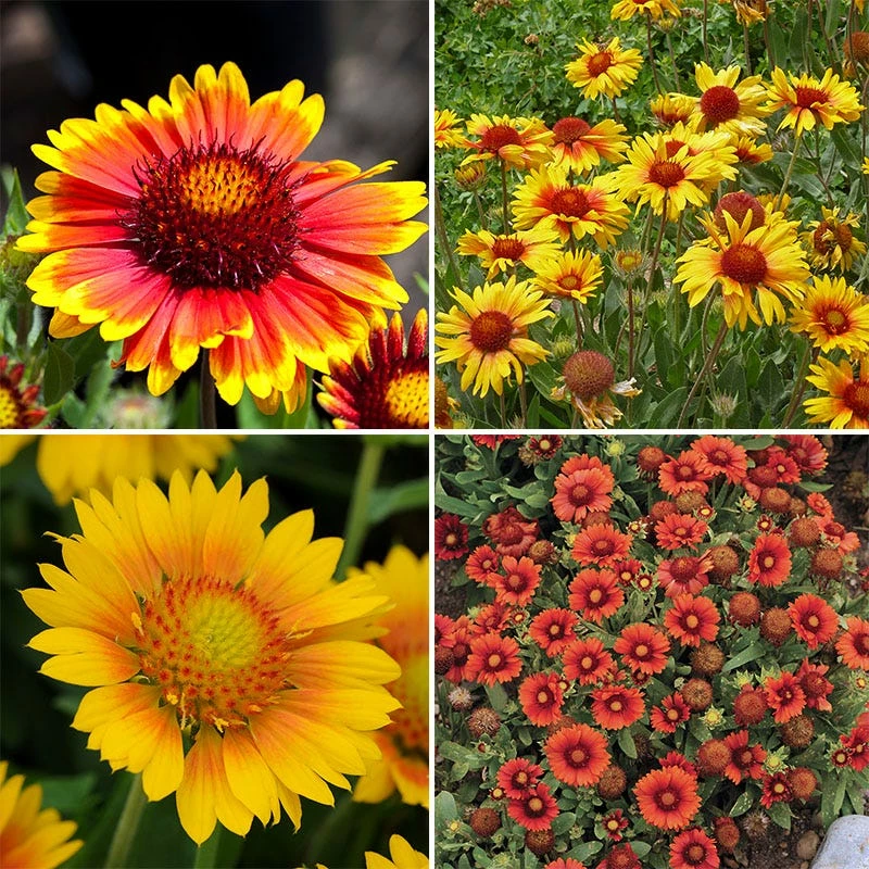 Gaillardia Collection (Blanket Flower) 7 Gaillardia Collection (Blanket Flower) - Image 5