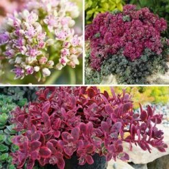 SunSparkler® Sedum Collection -High Country Gardens Sales spring stand up tall sedum perennial collection