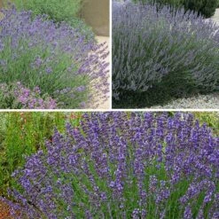 Three Tier Lavender Collection -High Country Gardens Sales spring three tier lavender perennial collection