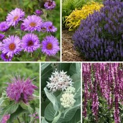 Butterfly & Bee Friendly Collection For The East & Midwest -High Country Gardens Sales spring 1 1 1