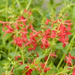 Red Flowered Lamb's Ear -High Country Gardens Sales stachys coccineus mountain red 92830 b