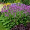 Hummelo Betony -High Country Gardens Sales stachys monieri hummelo 1