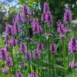 Hummelo Betony -High Country Gardens Sales stachys monieri hummelo 2