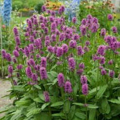 Hummelo Betony -High Country Gardens Sales stachys monieri hummelo 3
