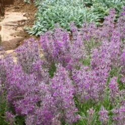 Pink Cotton Lamb's Ear