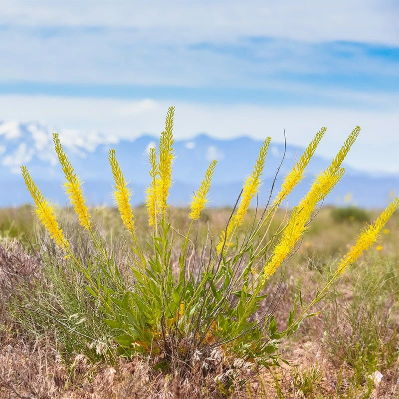 Prince's Plume 4 Prince's Plume - Image 2