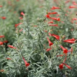 Stardust Hummingbird Trumpet (Zauschneria) 5 Stardust Hummingbird Trumpet (Zauschneria) -High Country Gardens Sales stardust zauschneria 2