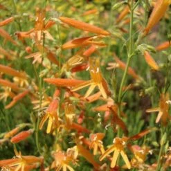 SteppeSuns® Sunset Glow Penstemon -High Country Gardens Sales steppesuns sunset glow penstemon flowers