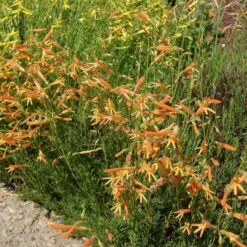 SteppeSuns® Sunset Glow Penstemon -High Country Gardens Sales steppesuns sunset glow penstemon orange