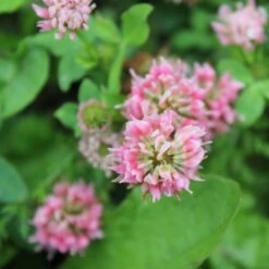 Alternative Lawn Wildflower Seed Mix -High Country Gardens Sales strawberry clover close up