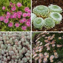 Succulent Groundcover Collection -High Country Gardens Sales succulent groundcover collection spring