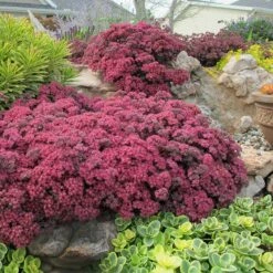 High Country Gardens Sales 16 SunSparkler® Dazzleberry Sedum