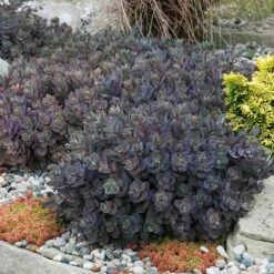 High Country Gardens Sales -High Country Gardens Sales sunsparkler dazzleberry sedum 2