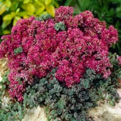 SunSparkler® Sedum Collection -High Country Gardens Sales sunsparkler dazzleberry sedum rock garden 1