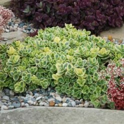 SunSparkler® Lime Twister Sedum 9 SunSparkler® Lime Twister Sedum -High Country Gardens Sales sunsparkler lime twister sedum