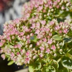 SunSparkler® Sedum Collection -High Country Gardens Sales sunsparkler lime twister sedum close up 1