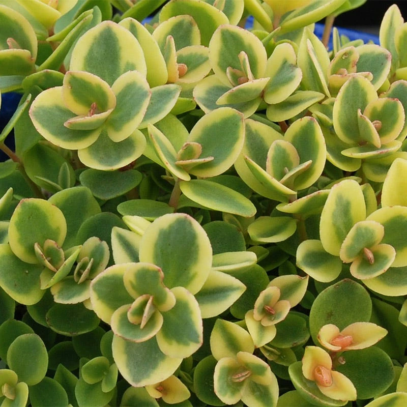 SunSparkler® Lime Twister Sedum 4 SunSparkler® Lime Twister Sedum - Image 2