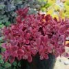 SunSparkler® Sedum Collection -High Country Gardens Sales sunsparkler wildfire sedum container 1