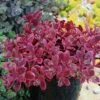 SunSparkler® Wildfire Sedum -High Country Gardens Sales sunsparkler wildfire sedum container 2