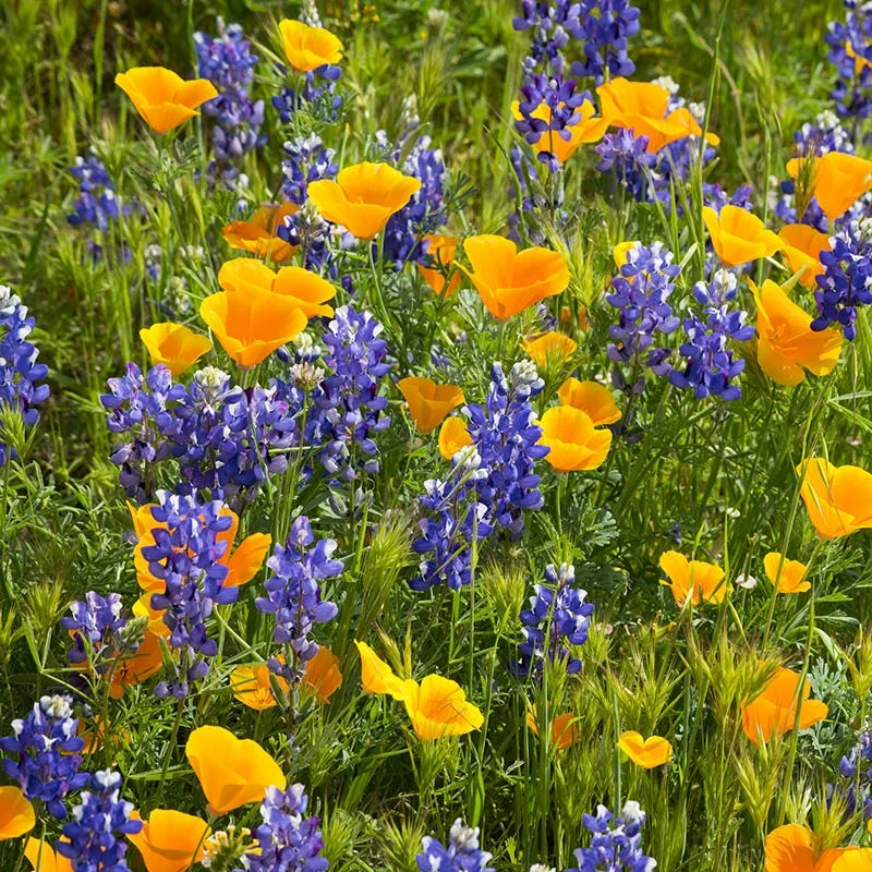 Superbloom Native Wildflower Seed Mix 4 Superbloom Native Wildflower Seed Mix - Image 3