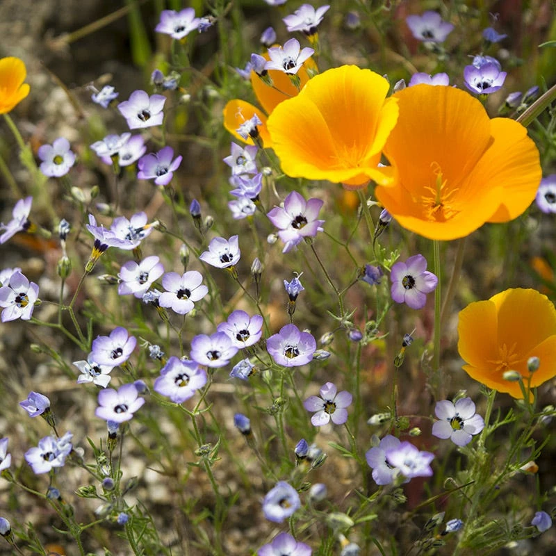Superbloom Native Wildflower Seed Mix 5 Superbloom Native Wildflower Seed Mix - Image 4