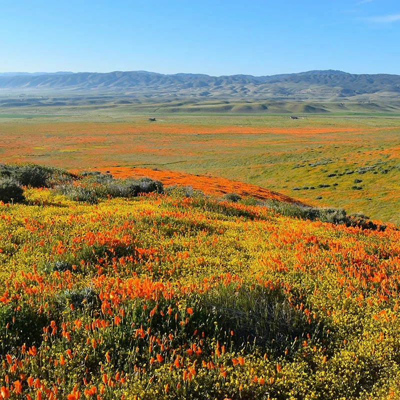 Superbloom Native Wildflower Seed Mix 6 Superbloom Native Wildflower Seed Mix - Image 5